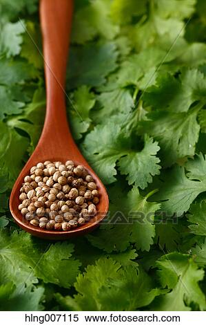 Coriander View Large Photo Image Stock Photography - Coriander. Fotosearch