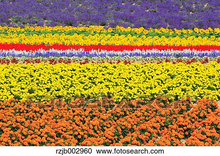 Stock Image - Flower field, Hokkaido, Japan. Fotosearch