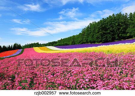 Flower field, Hokkaido, Japan View Large Photo Image Stock Photo - Flower field, Hokkaido, Japan. Fotosearch