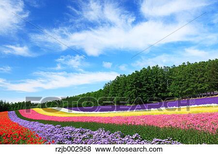 Flower field, Hokkaido, Japan View Large Photo Image Stock Photo - Flower field, Hokkaido, Japan. Fotosearch