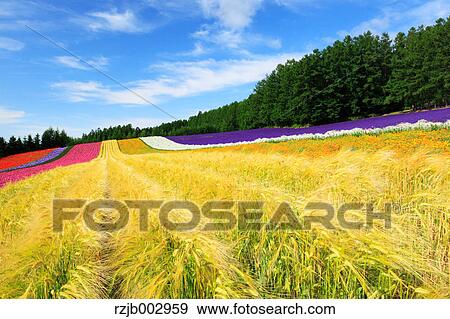 Flower field, Hokkaido, Japan View Large Photo Image Stock Photo - Flower field, Hokkaido, Japan. Fotosearch
