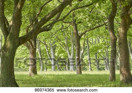 Stock Photography - Fresh green at a city park. Fotosearch