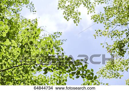 Picture - Fresh green in a city park. Fotosearch