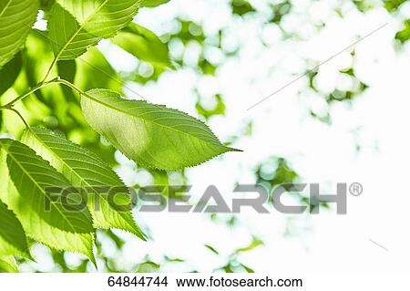 Picture - Fresh green in a city park. Fotosearch