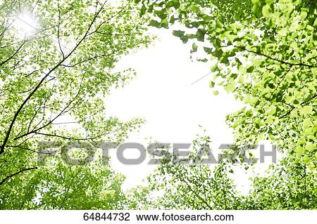Fresh green in a city park View Large Photo Image Stock Image - Fresh green in a city park. Fotosearch
