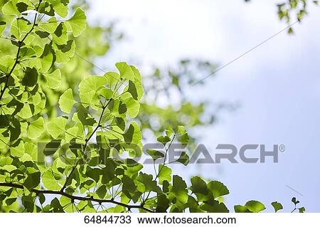 Stock Image - Fresh green in a city park. Fotosearch