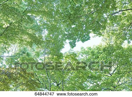 Stock Photo - Fresh green in a city park. Fotosearch