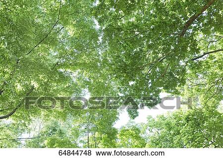 Stock Photo - Fresh green in a city park. Fotosearch