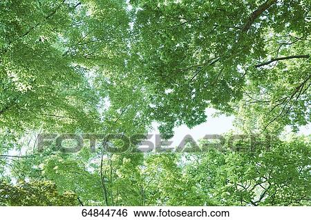 Stock Photograph - Fresh green in a city park. Fotosearch