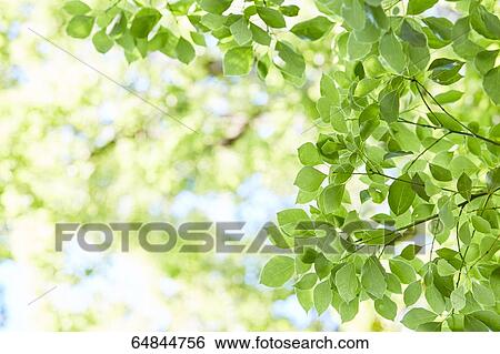 Fresh green in a city park View Large Photo Image Stock Photograph - Fresh green in a city park. Fotosearch