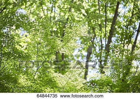 Fresh green in a city park View Large Photo Image Stock Photography - Fresh green in a city park. Fotosearch