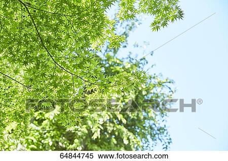 Stock Photography - Fresh green in a city park. Fotosearch