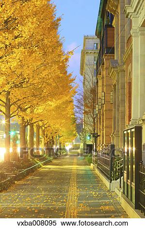 Ginkgo leaves, Tokyo, Japan View Large Photo Image Stock Photography - Ginkgo leaves, Tokyo, Japan. Fotosearch