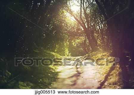 Gorgeous light over path through the woods, Chiba Prefecture, Japan View Large Photo Image Stock Image - Gorgeous light over path through the woods, Chiba Prefecture, Japan. Fotosearch