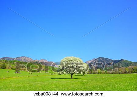 Grassland in Hokuto, Yamanshi Prefecture, Japan View Large Photo Image Picture - Grassland in Hokuto, Yamanshi Prefecture, Japan. Fotosearch