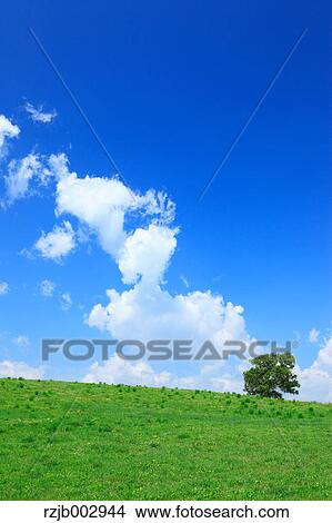 Picture - Green field, Hokkaido, Japan. Fotosearch