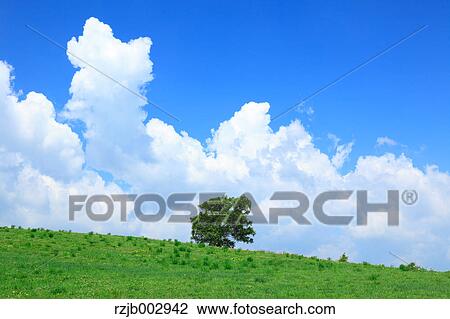 Green field, Hokkaido, Japan View Large Photo Image Stock Image - Green field, Hokkaido, Japan. Fotosearch