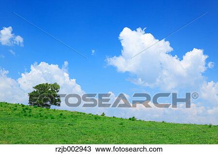 Green field, Hokkaido, Japan View Large Photo Image Stock Image - Green field, Hokkaido, Japan. Fotosearch