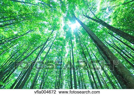 Green forest, Japan View Large Photo Image Stock Image - Green forest, Japan. Fotosearch