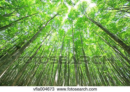 Green forest, Japan View Large Photo Image Stock Image - Green forest, Japan. Fotosearch