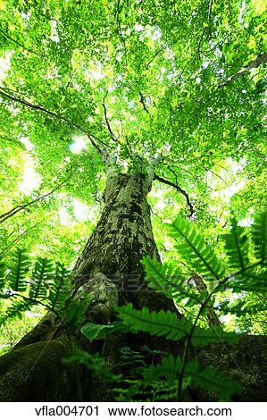 Green forest, Japan View Large Photo Image Stock Image - Green forest, Japan. Fotosearch