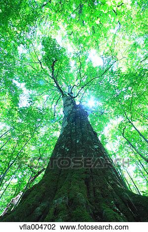 Stock Image - Green forest, Japan. Fotosearch