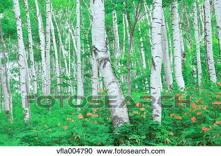 Stock Image - Green forest, Japan. Fotosearch