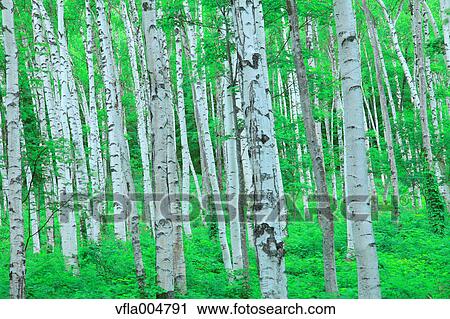 Green forest, Japan View Large Photo Image Stock Image - Green forest, Japan. Fotosearch