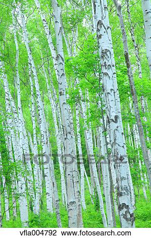 Stock Image - Green forest, Japan. Fotosearch