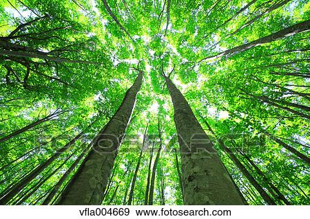 Stock Photo - Green forest, Japan. Fotosearch