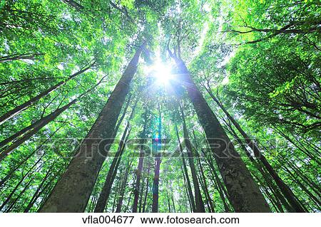 Green forest, Japan View Large Photo Image Stock Photo - Green forest, Japan. Fotosearch