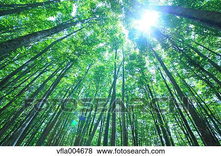 Green forest, Japan View Large Photo Image Stock Photo - Green forest, Japan. Fotosearch