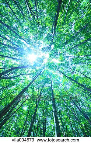 Green forest, Japan View Large Photo Image Stock Photo - Green forest, Japan. Fotosearch