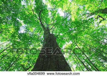 Stock Photo - Green forest, Japan. Fotosearch
