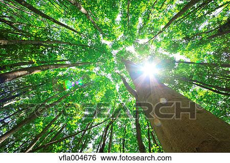 Green forest, Japan View Large Photo Image Stock Photograph - Green forest, Japan. Fotosearch