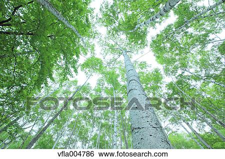 Green forest, Japan View Large Photo Image Stock Photograph - Green forest, Japan. Fotosearch