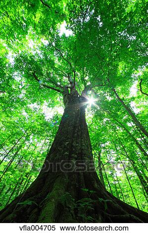 Stock Photography - Green forest, Japan. Fotosearch