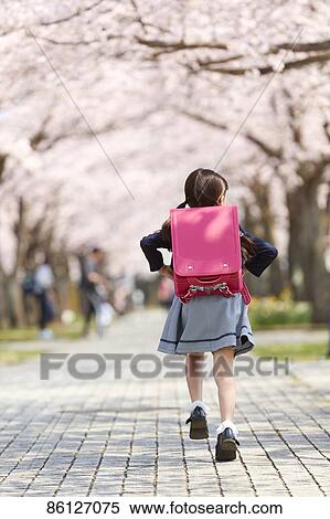 Stock Photography - Japanese elementary schoolgirl and cherry blossoms. Fotosearch