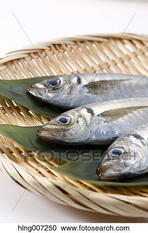 Japanese Horse Mackerel View Large Photo Image Stock Image - Japanese Horse Mackerel. Fotosearch