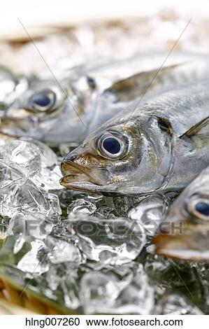 Japanese Horse Mackerel View Large Photo Image Stock Image - Japanese Horse Mackerel. Fotosearch