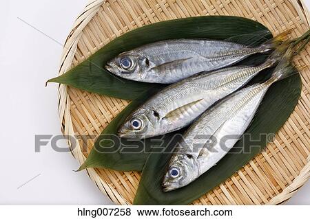 Japanese Horse Mackerel View Large Photo Image Stock Photo - Japanese Horse Mackerel. Fotosearch
