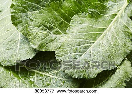 Stock Photo - Kale. Fotosearch