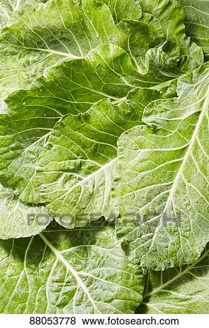 Stock Photo - Kale. Fotosearch