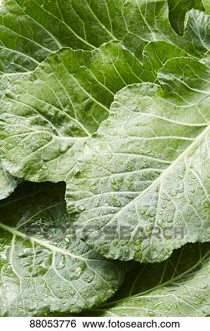 Kale View Large Photo Image Stock Photograph - Kale. Fotosearch
