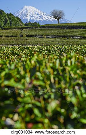 Morning view of Mount Fuji and tea plantation on a clear day, Shizuoka Prefecture, Japan View Large Photo Image Picture - Morning view of Mount Fuji and tea plantation on a clear day, Shizuoka Prefecture, Japan. Fotosearch