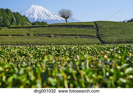 Morning view of Mount Fuji and tea plantation on a clear day, Shizuoka Prefecture, Japan View Large Photo Image Stock Image - Morning view of Mount Fuji and tea plantation on a clear day, Shizuoka Prefecture, Japan. Fotosearch