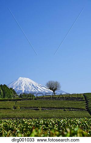Morning view of Mount Fuji and tea plantation on a clear day, Shizuoka Prefecture, Japan View Large Photo Image Stock Image - Morning view of Mount Fuji and tea plantation on a clear day, Shizuoka Prefecture, Japan. Fotosearch