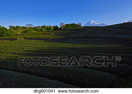 Morning view of Mount Fuji and tea plantation on a clear day, Shizuoka Prefecture, Japan View Large Photo Image Stock Image - Morning view of Mount Fuji and tea plantation on a clear day, Shizuoka Prefecture, Japan. Fotosearch