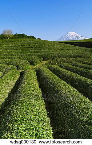 Morning view of Mount Fuji and tea plantation on a clear day, Shizuoka Prefecture, Japan View Large Photo Image Stock Image - Morning view of Mount Fuji and tea plantation on a clear day, Shizuoka Prefecture, Japan. Fotosearch