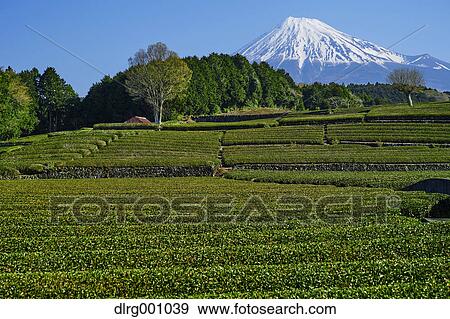 Morning view of Mount Fuji and tea plantation on a clear day, Shizuoka Prefecture, Japan View Large Photo Image Stock Photo - Morning view of Mount Fuji and tea plantation on a clear day, Shizuoka Prefecture, Japan. Fotosearch